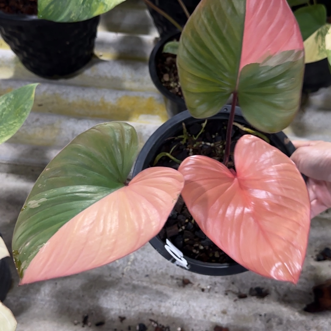 R105-1214橘锦千年健