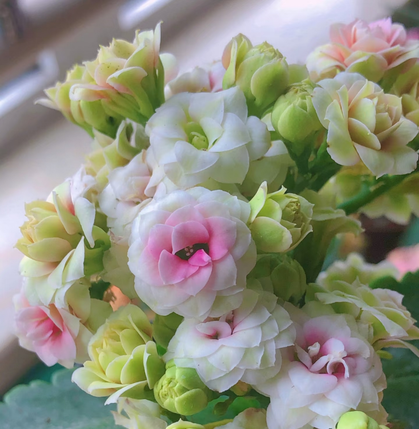 五花肉，120原盆原土