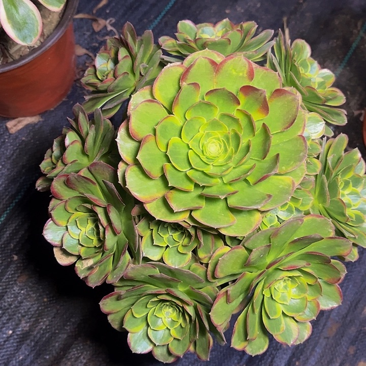 奶白锦奶白锦009