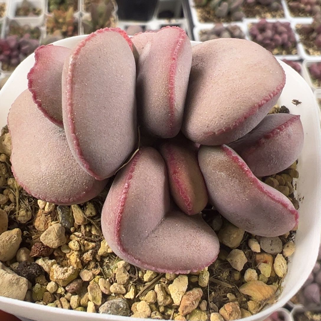 白肌红蛋多头纯木质桩多肉植物水泡