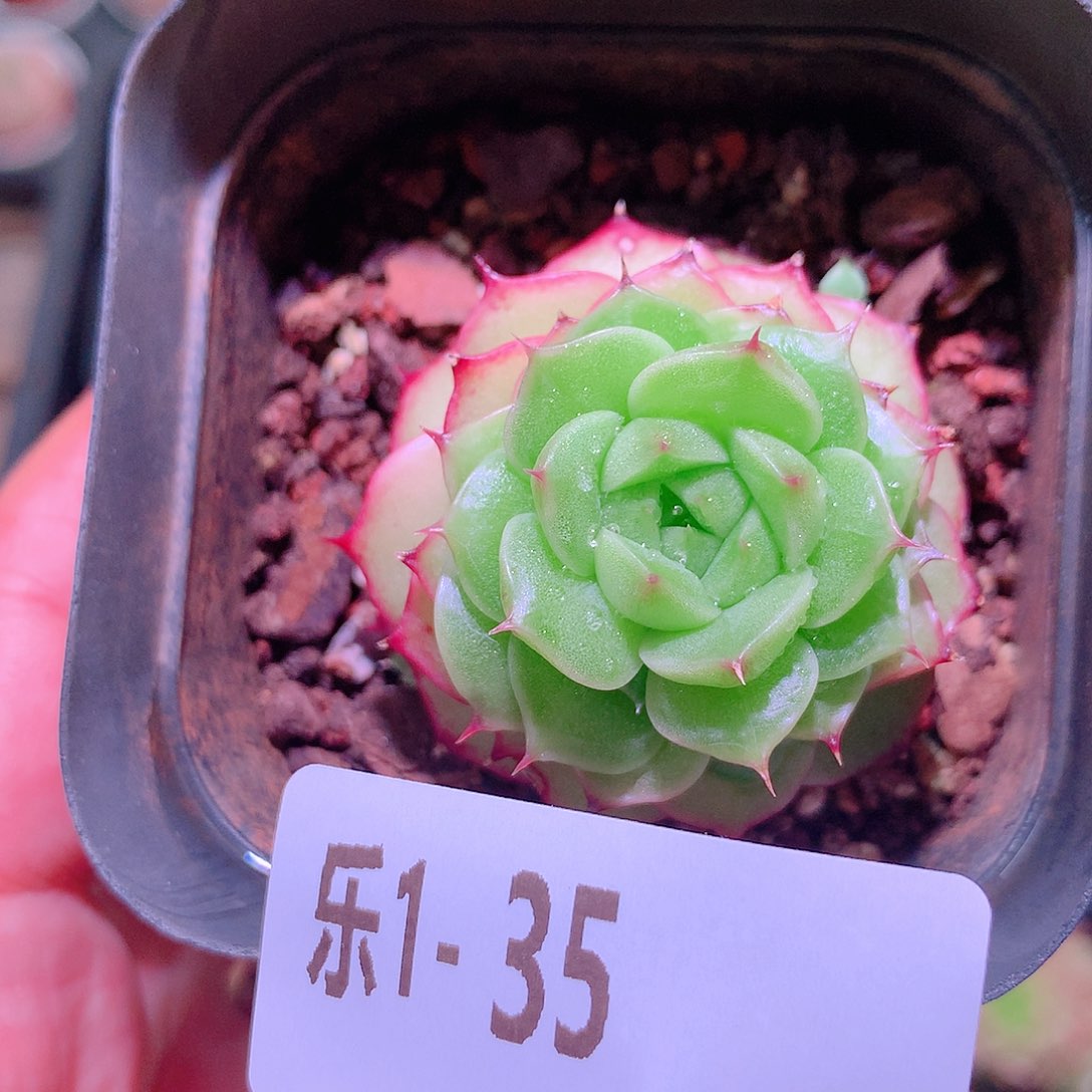 乐然1-35 海王单头 