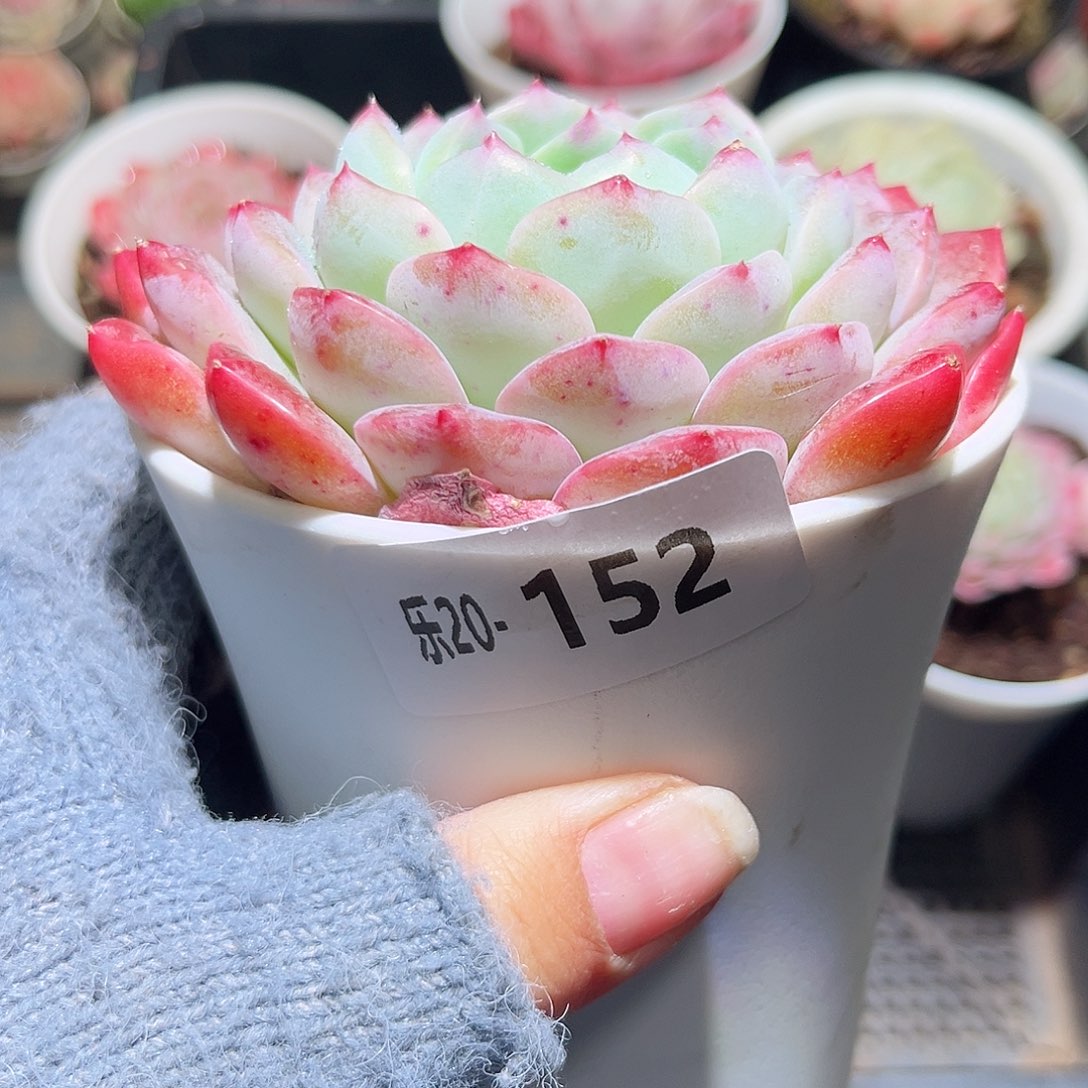 木乐20-152新品单头