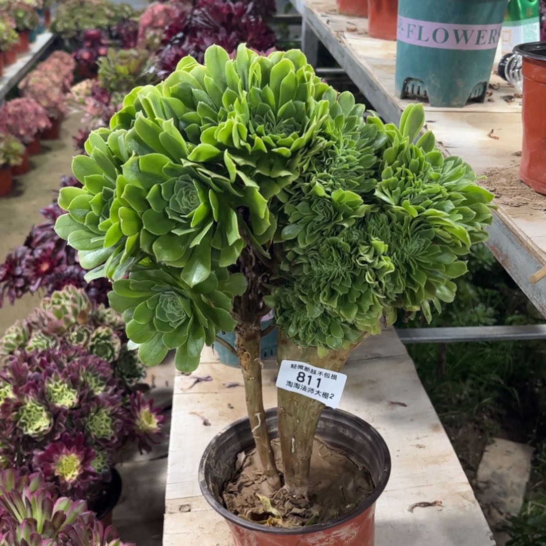 811绿羊绒缀化多肉植物法师