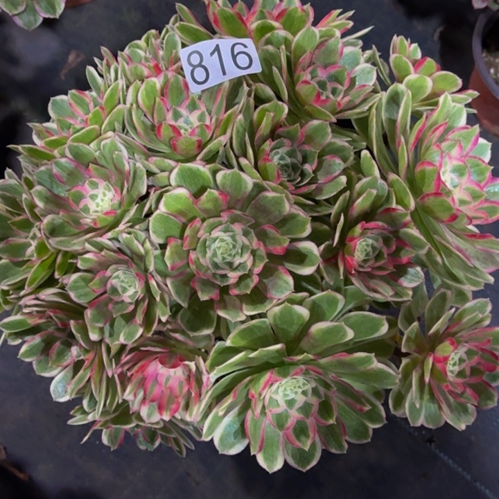 000000000816孔雀翎多肉