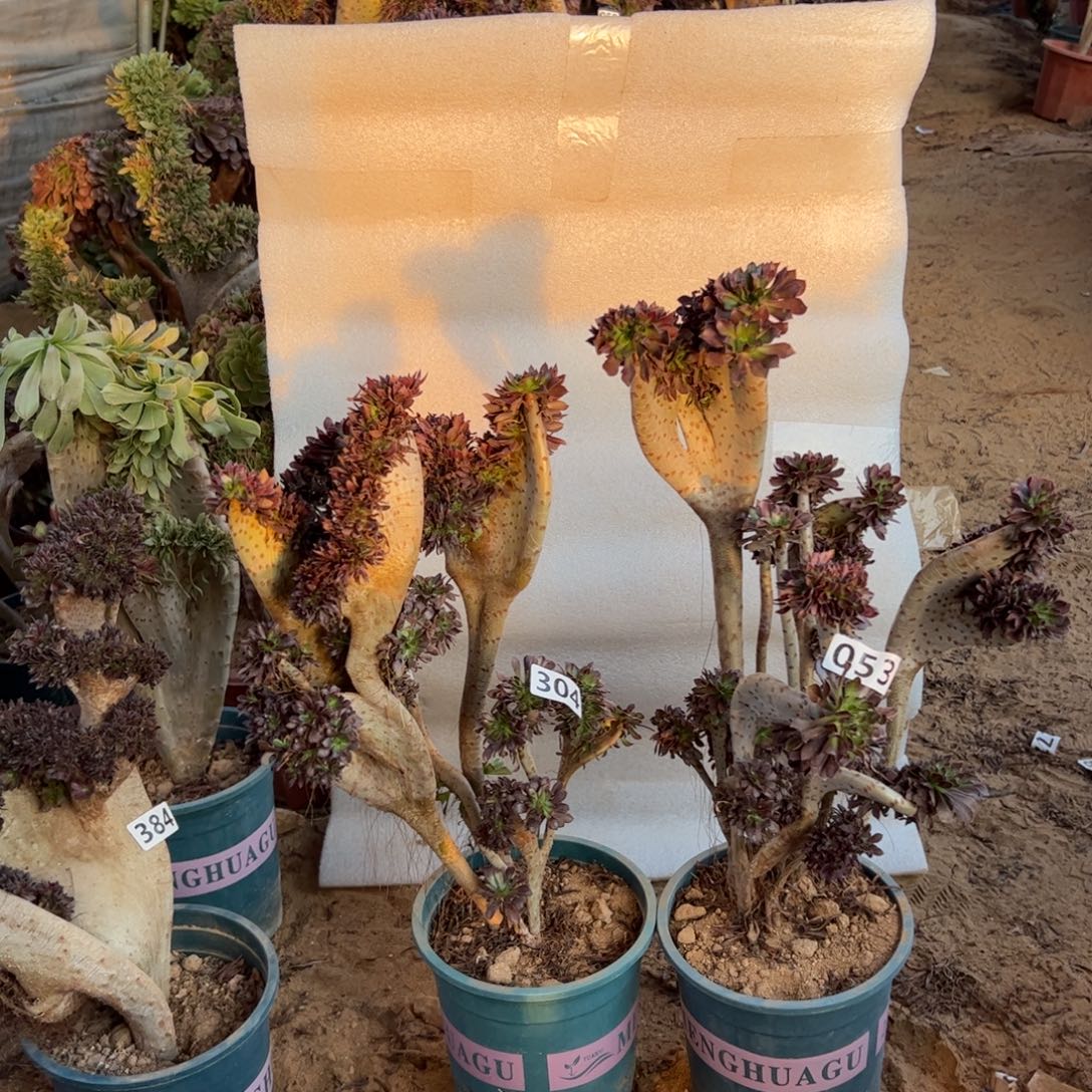 有伤两颗黑缀304.053