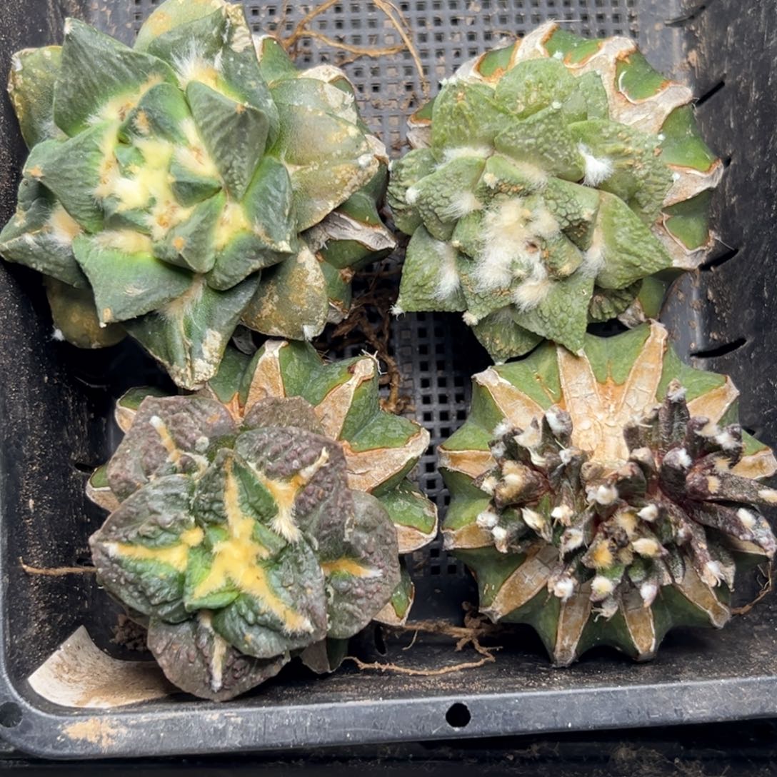 68 仙人球的比赛将