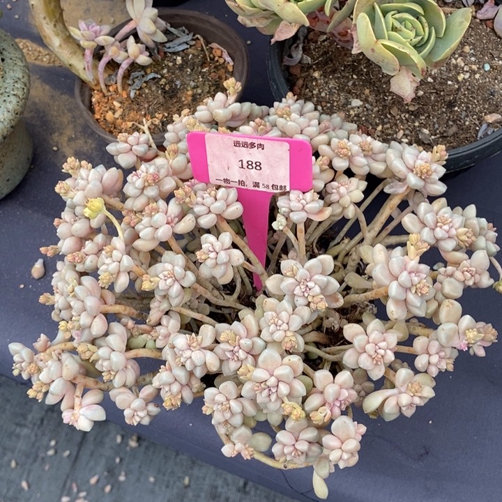 188姬秋丽肉肉肉肉肉又瑕