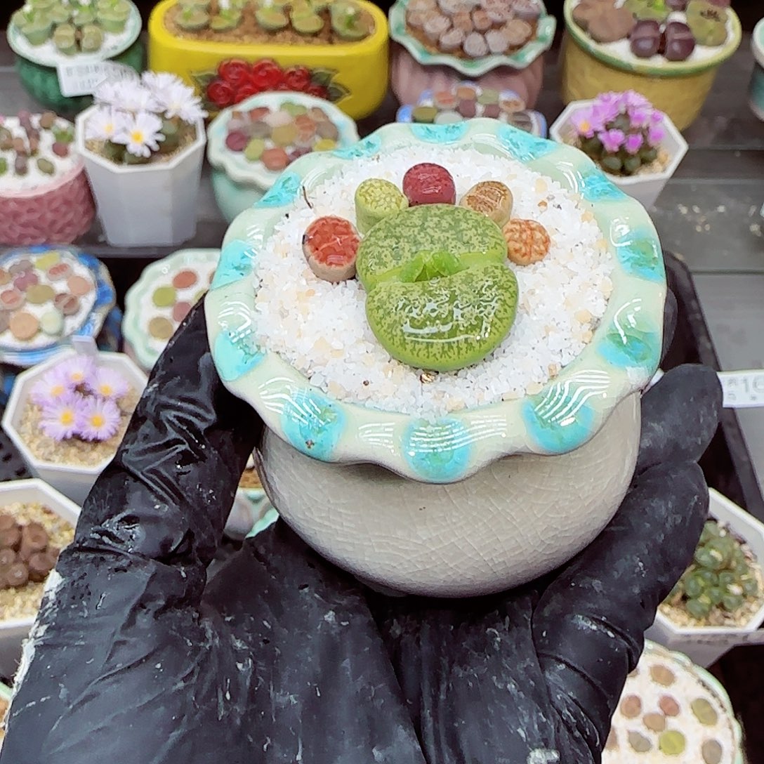 生石花满18包邮1125-205