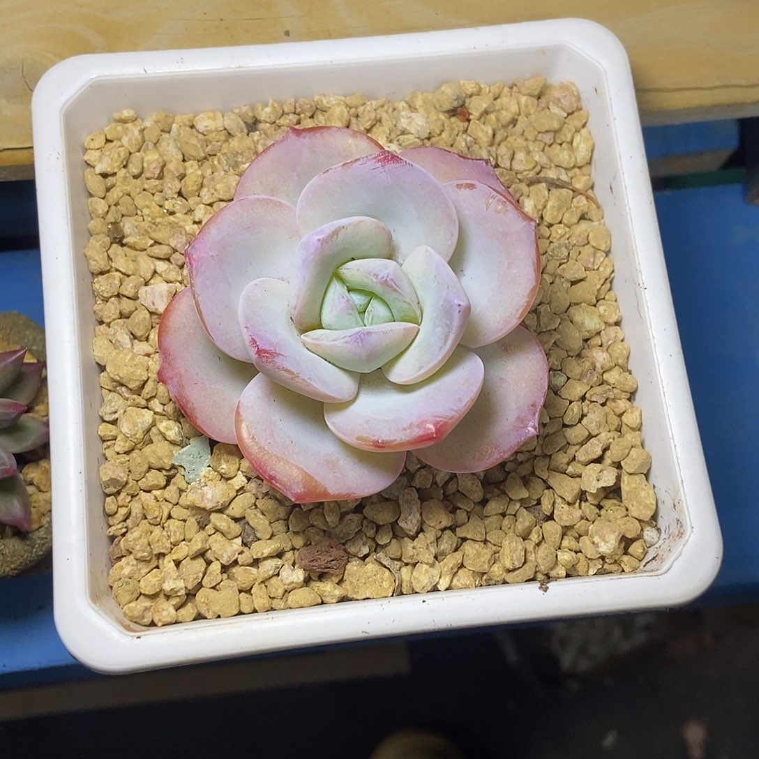 奶茶泡芙杂交一物一拍