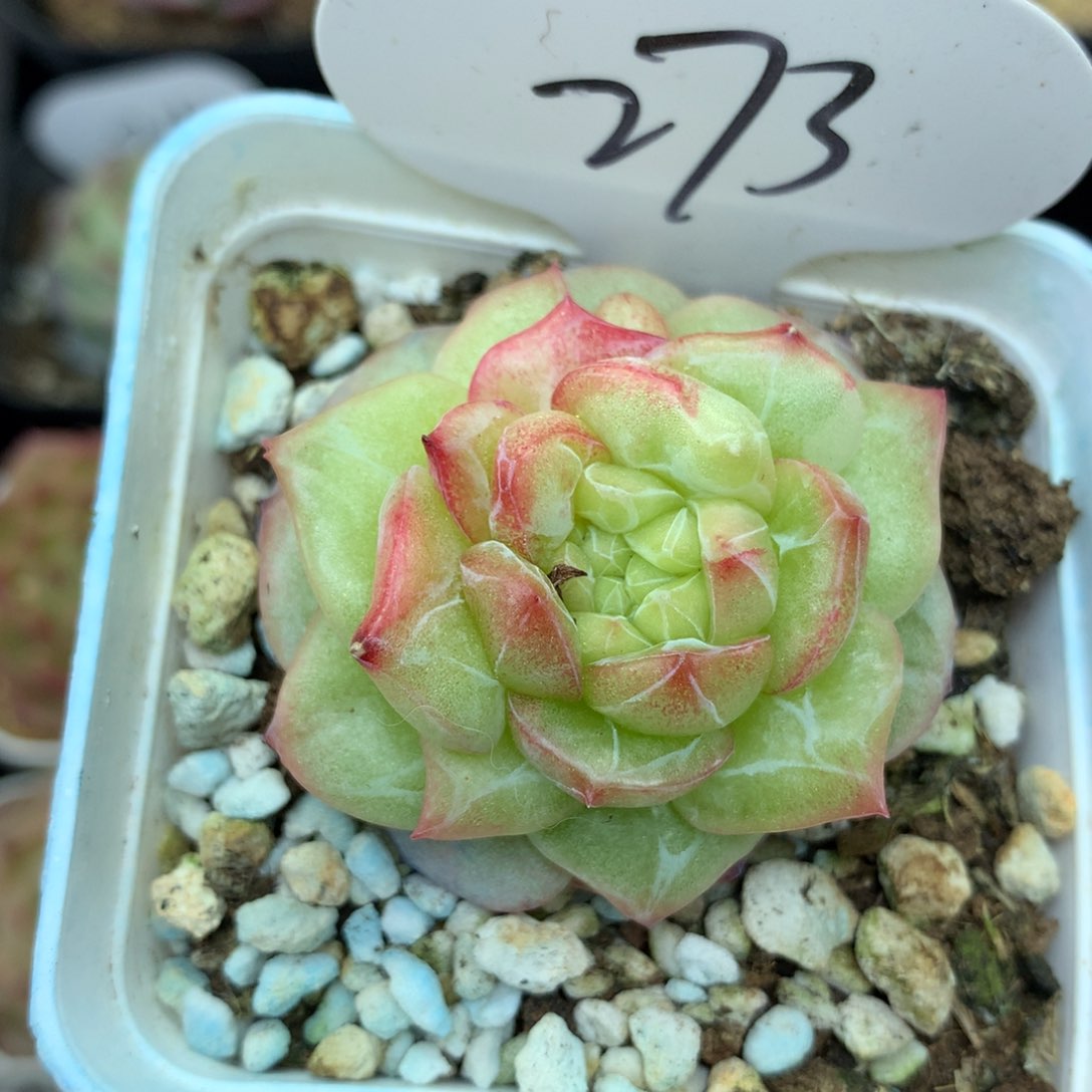 珍妮石化锦单头273