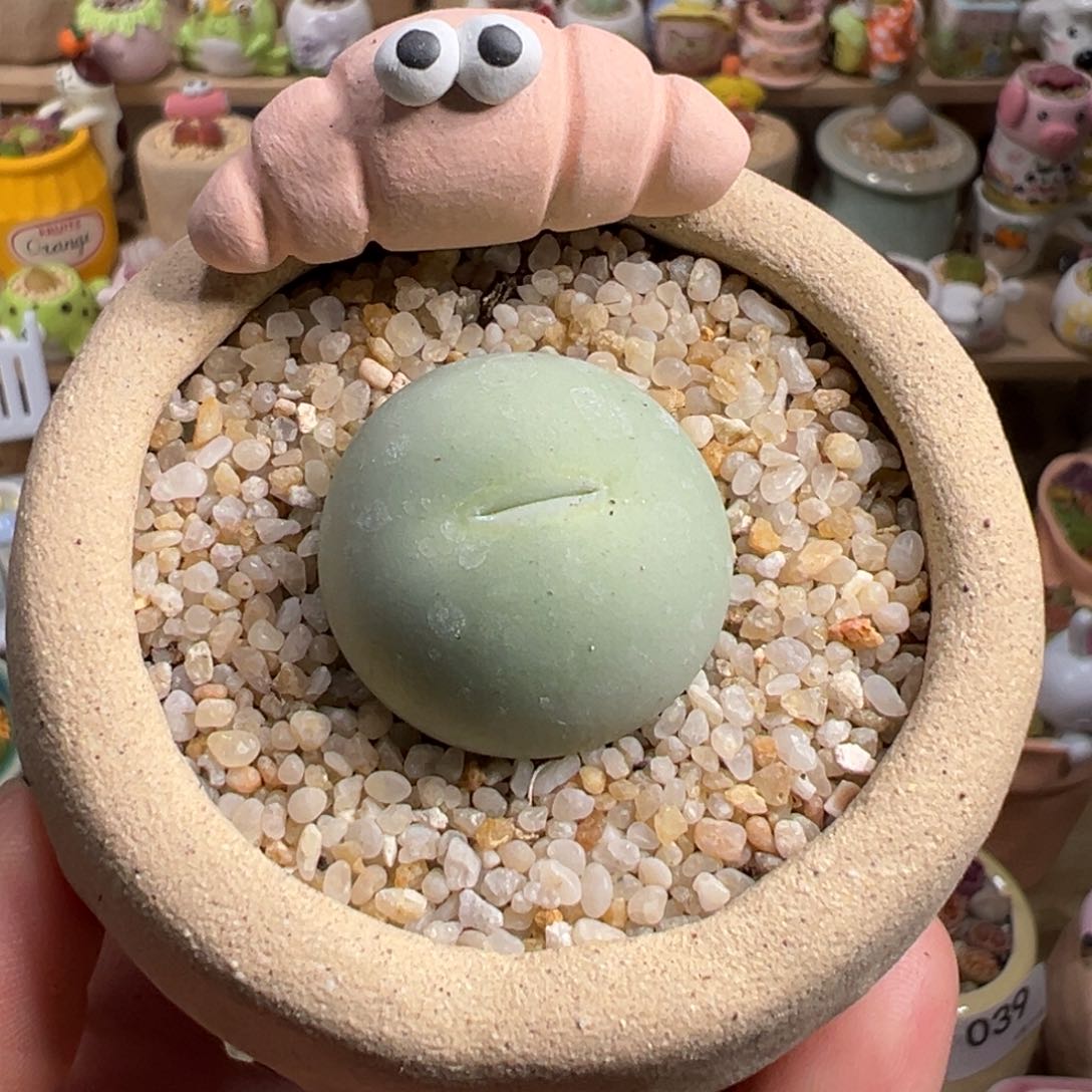 多肉植物42号鸽子蛋