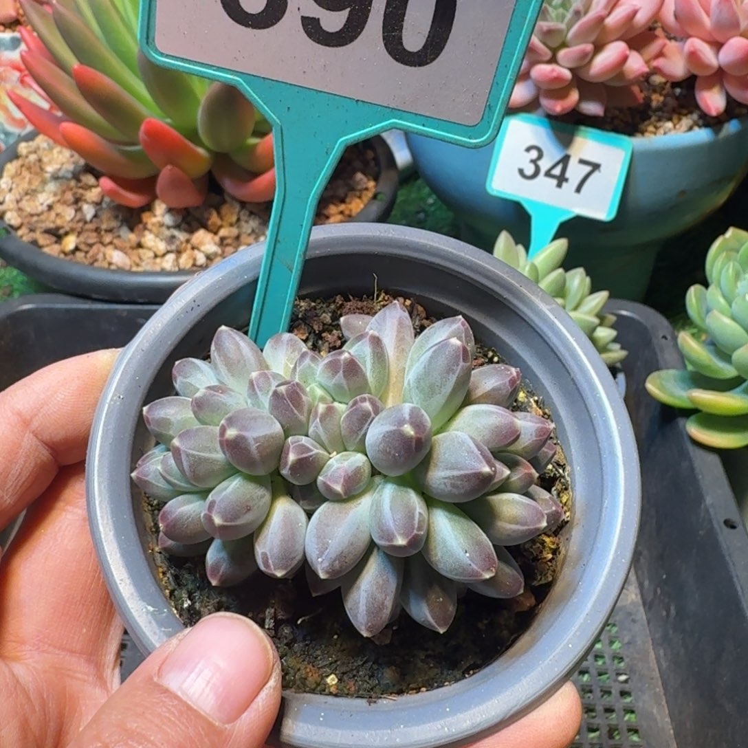 申公豹多肉植物390