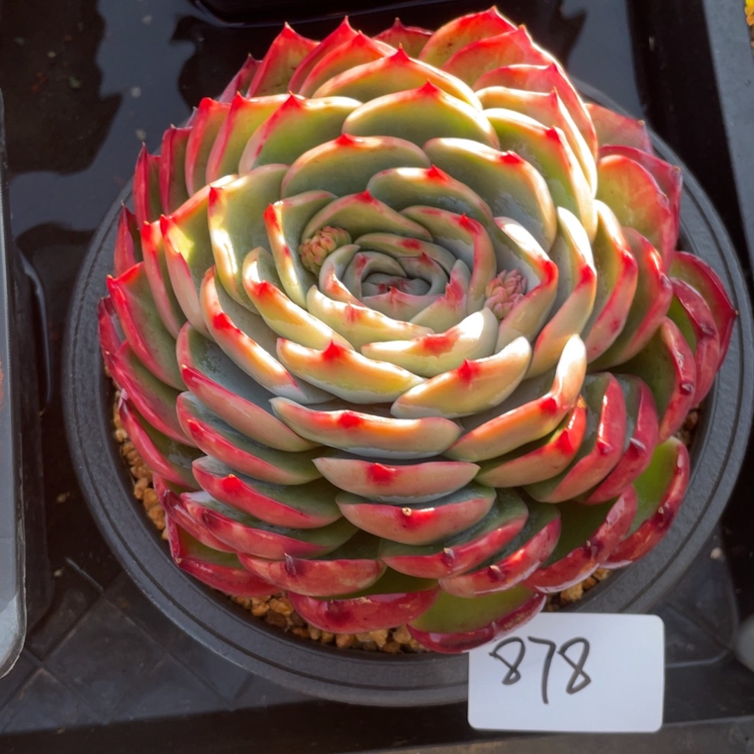 惊鸿仙子一物一拍