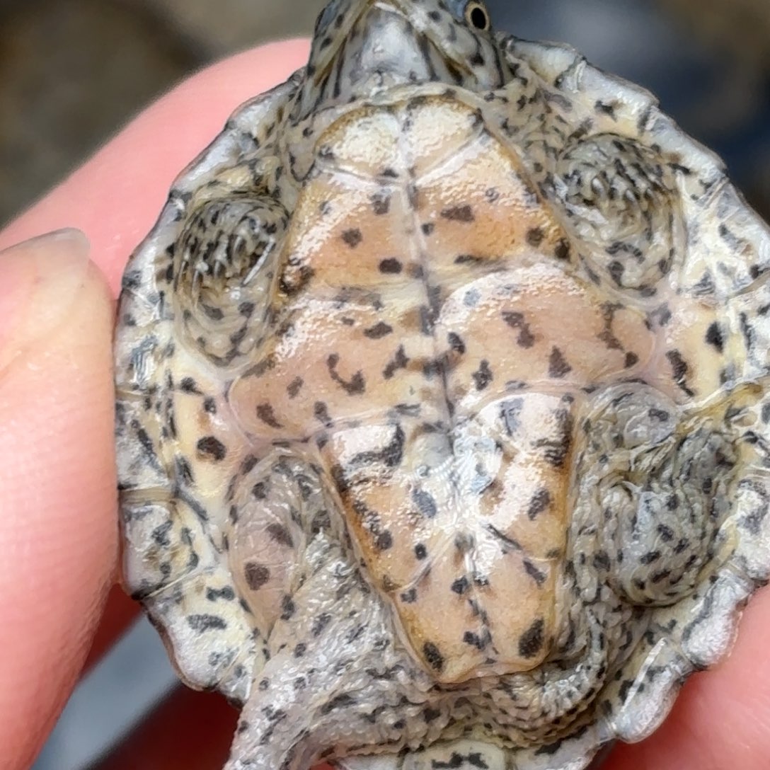 宠物龟不分公母全品双满文黑刀