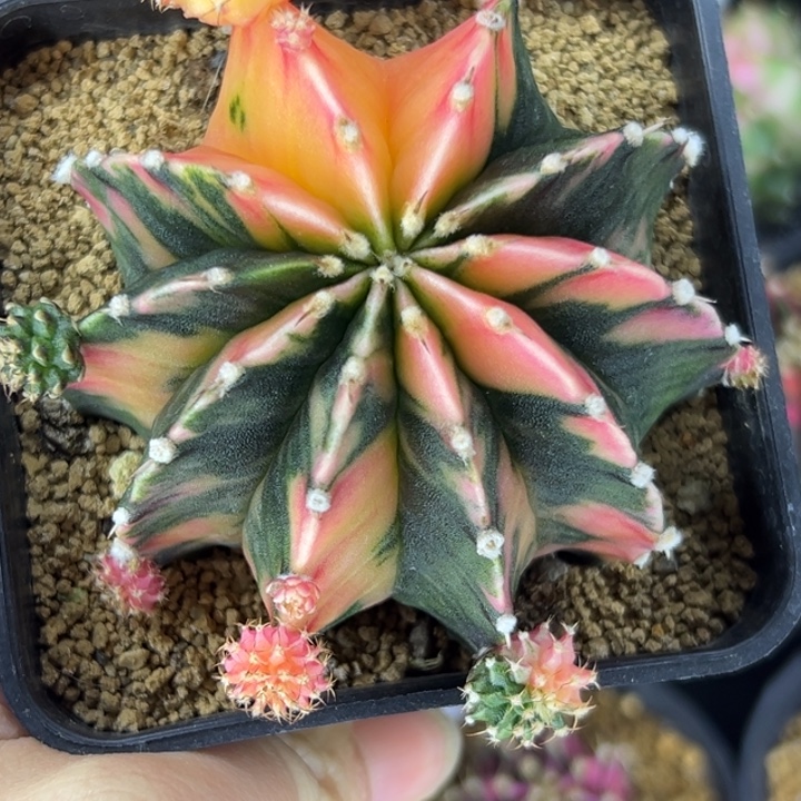 泰国米哈仙人球22