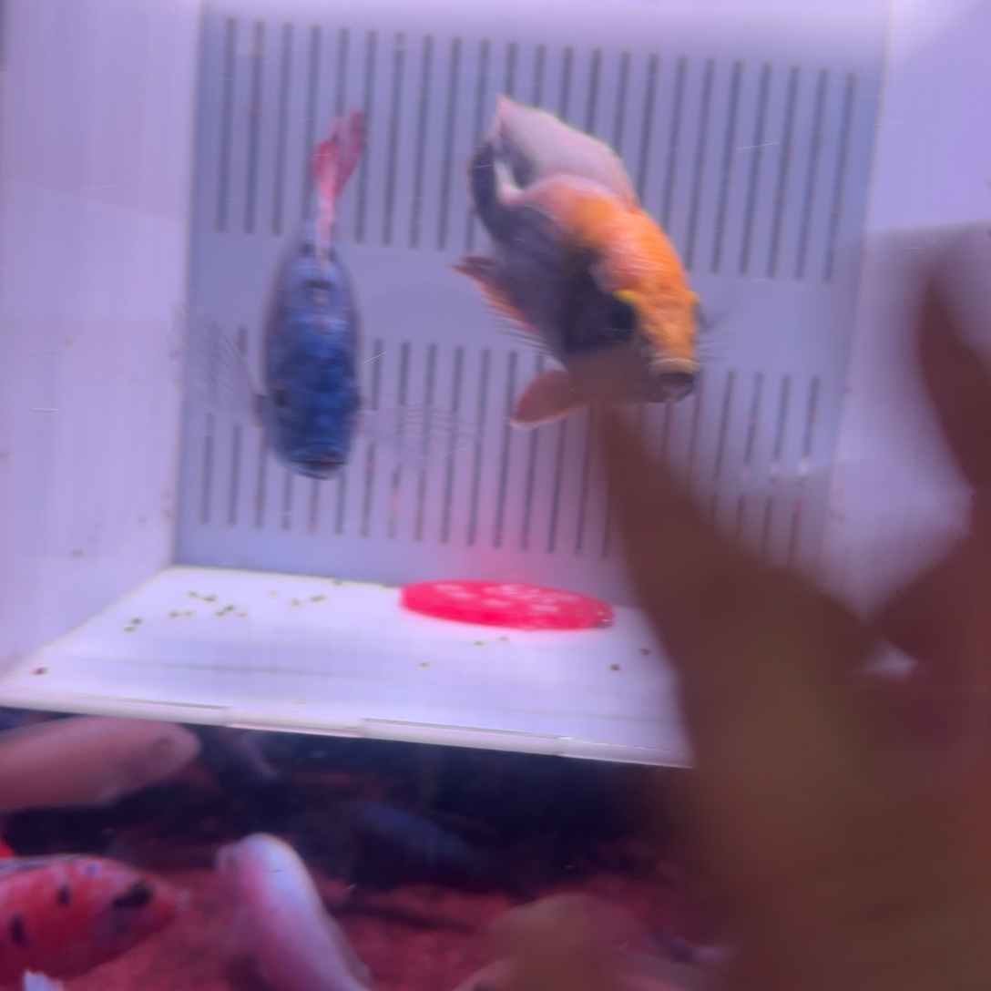 慈鲷鱼直播28号2条