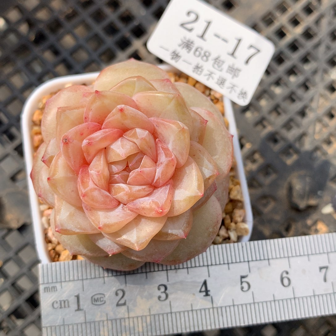 17。婚纱。糖心多肉。