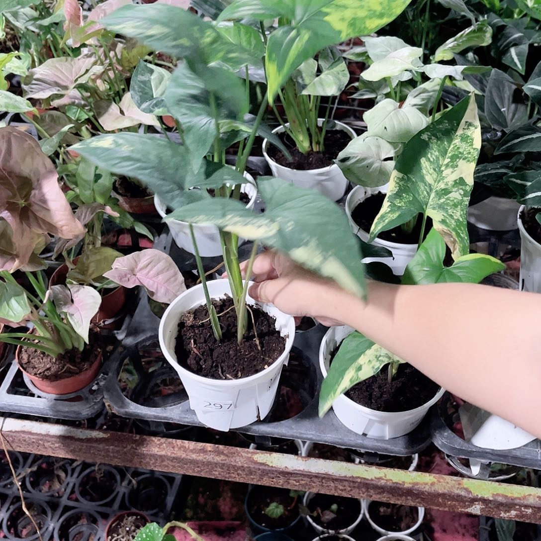 无花朵297 黄锦合果芋