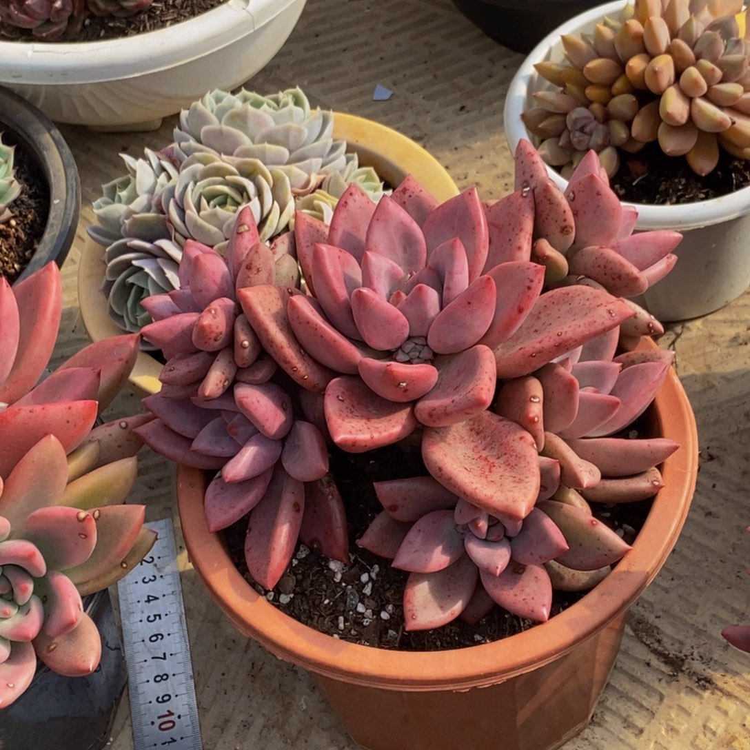 48包邮一物一拍多肉植物