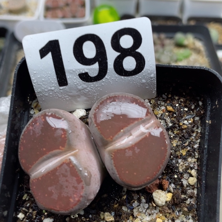 198比利时ko母本