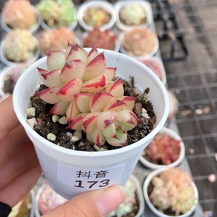 一物一拍满十元包邮发货 173