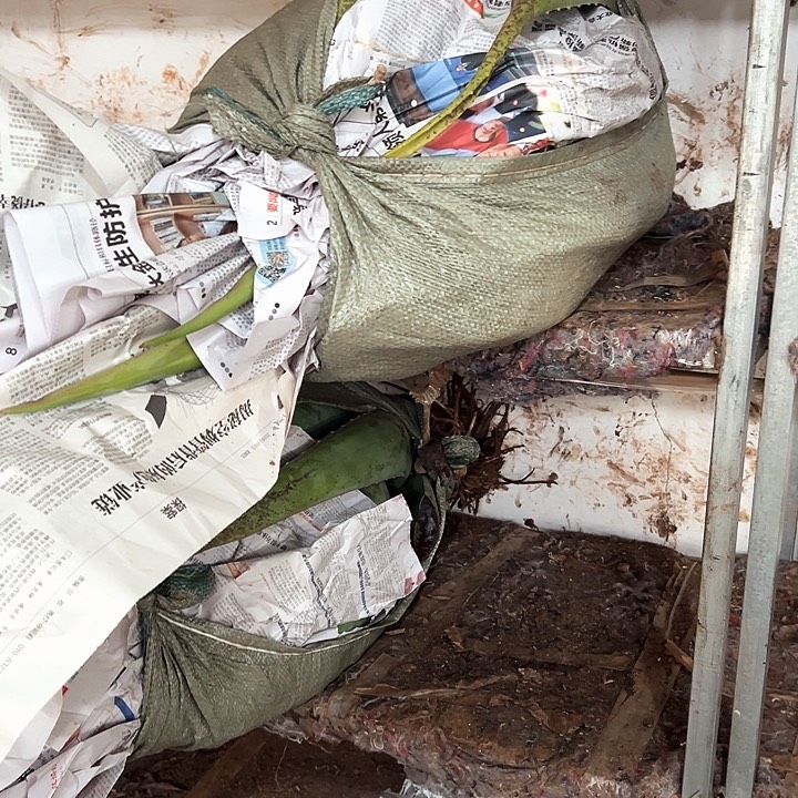 无花朵整颗20斤重库拉索芦荟