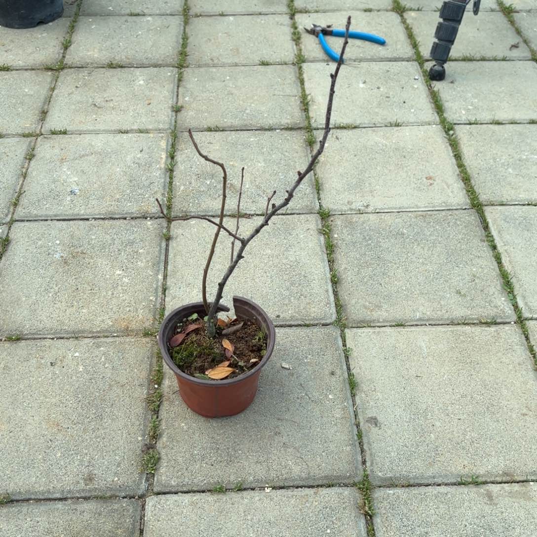 扶***海全场盆景489号包邮