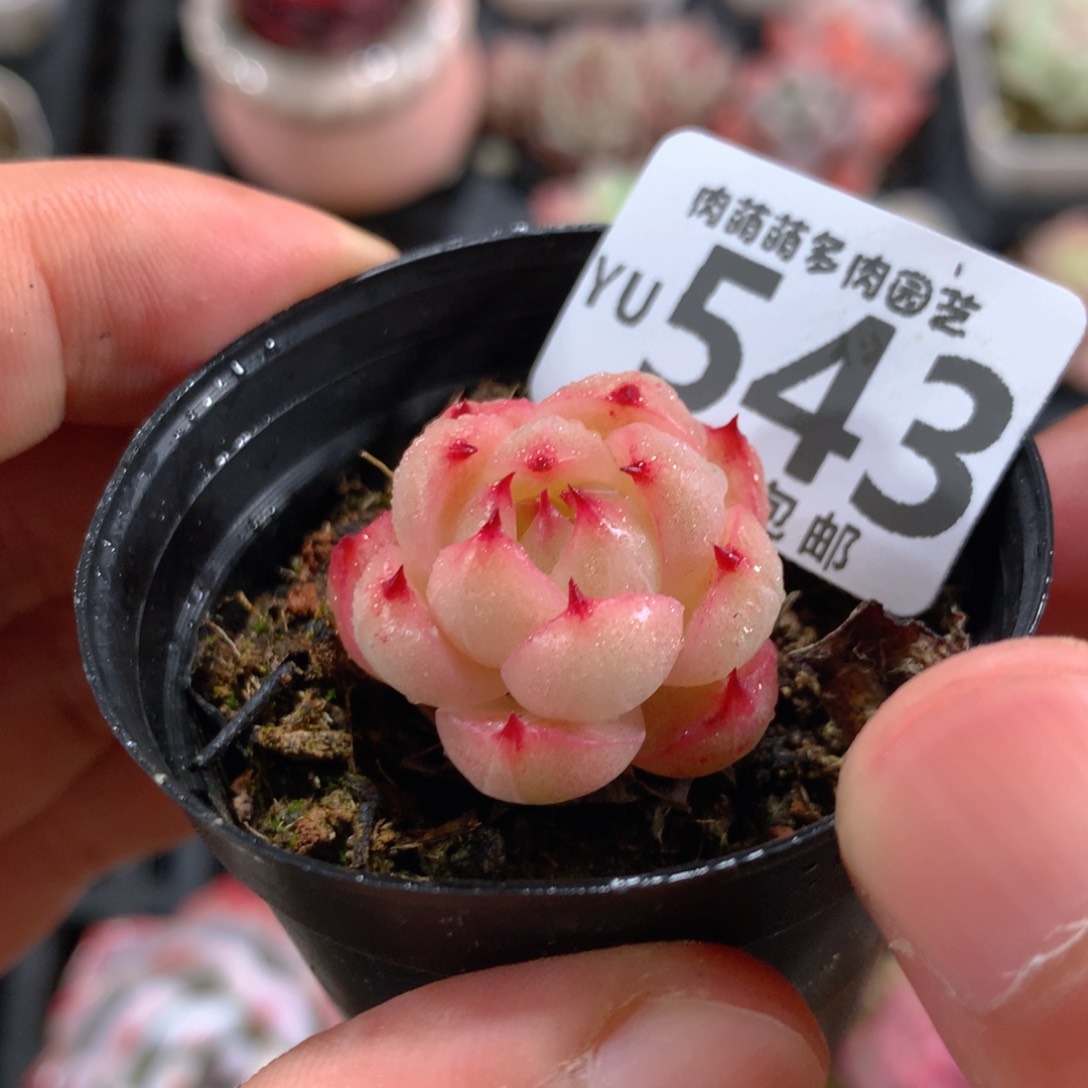 5CM拇指盆精控多肉YU543