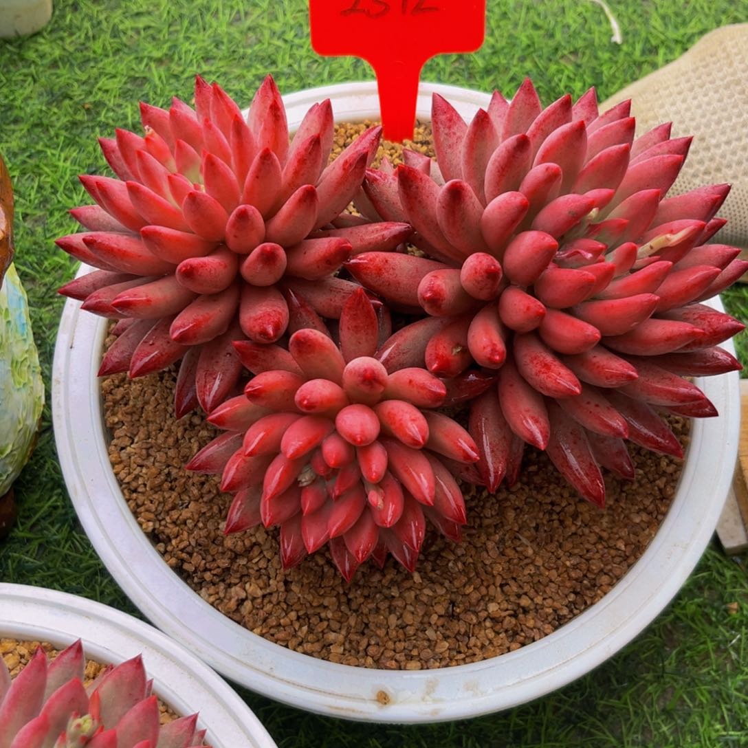 夏**忆2312下午多肉植物群生
