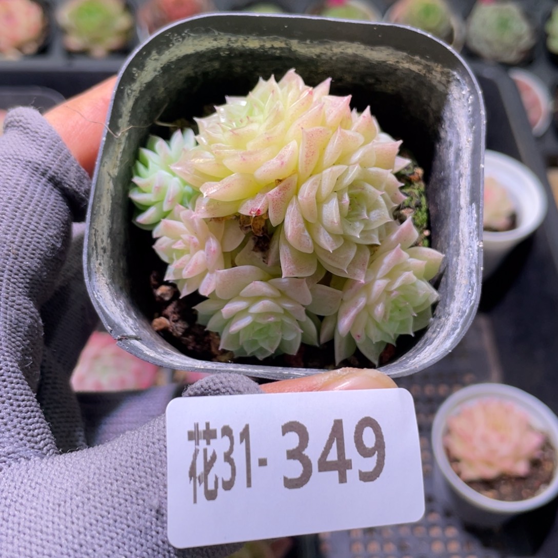 花利美31-349麦秆群