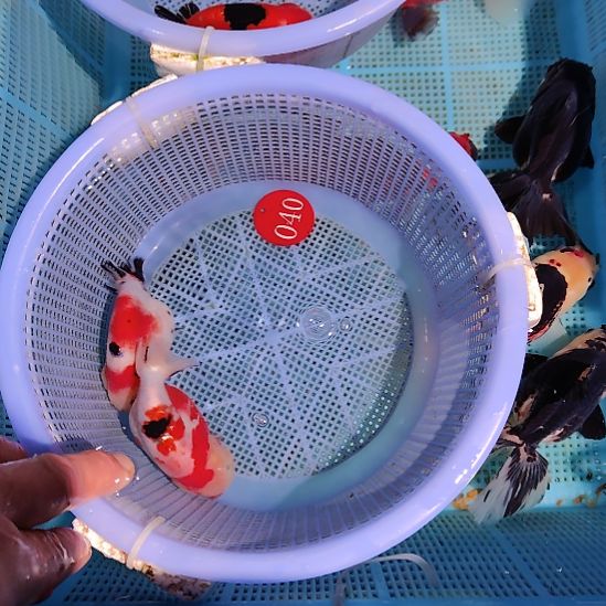 金鱼040兰寿两只特价顺丰包邮