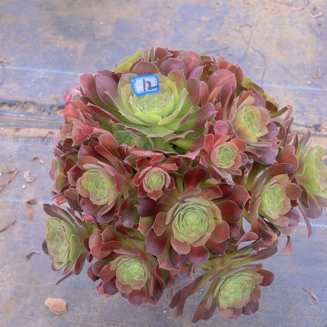 女巫中班锦12法师多肉