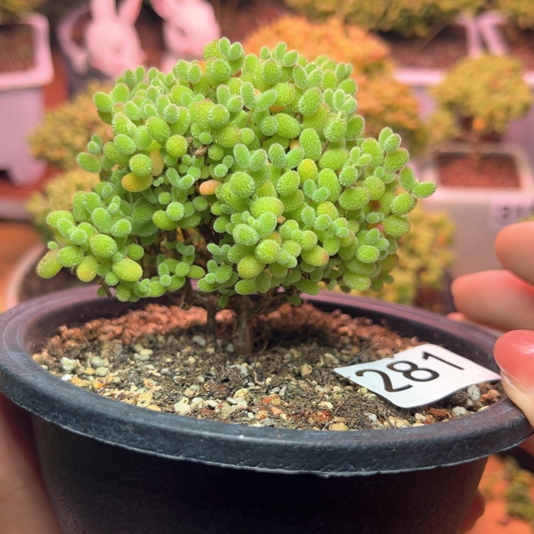 281金橘可爱多肉植物