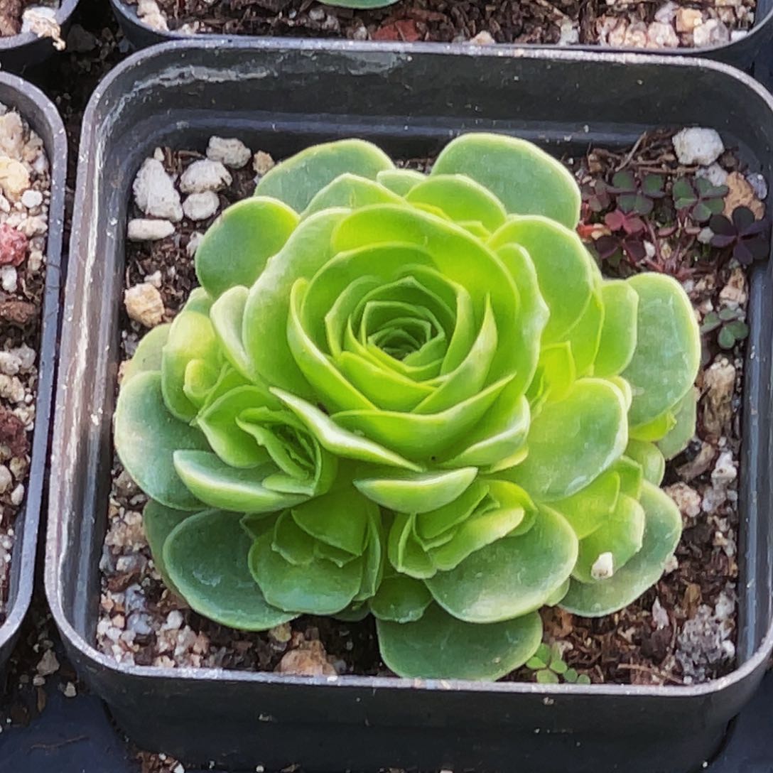 阿森纳 非偏远包邮 多肉