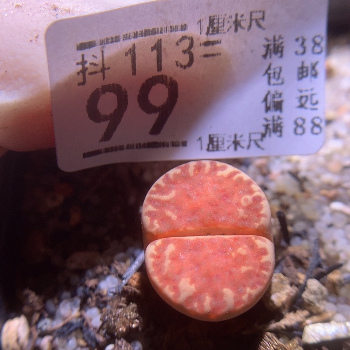 精品生石花113.99