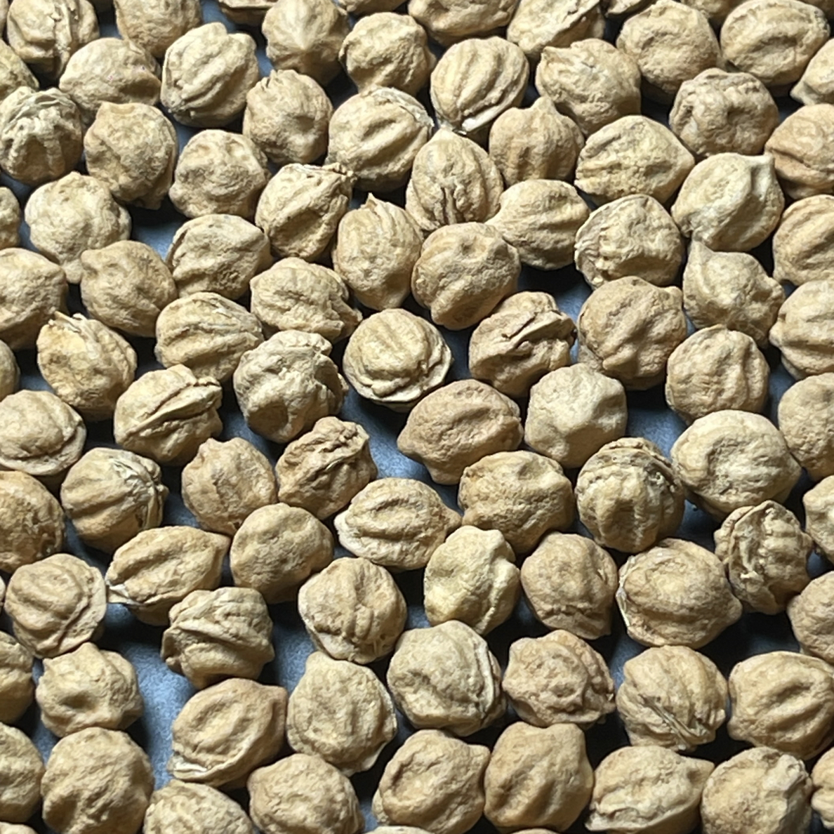 6号101克8+430颗左右白芽麻皮深坑多棱柏香籽FX013