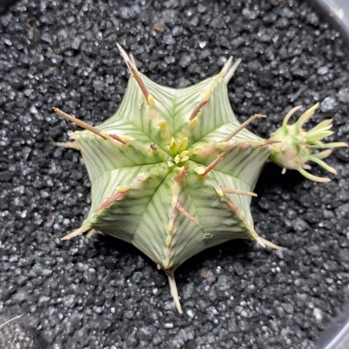 斑马锦带仔147号4.2cm