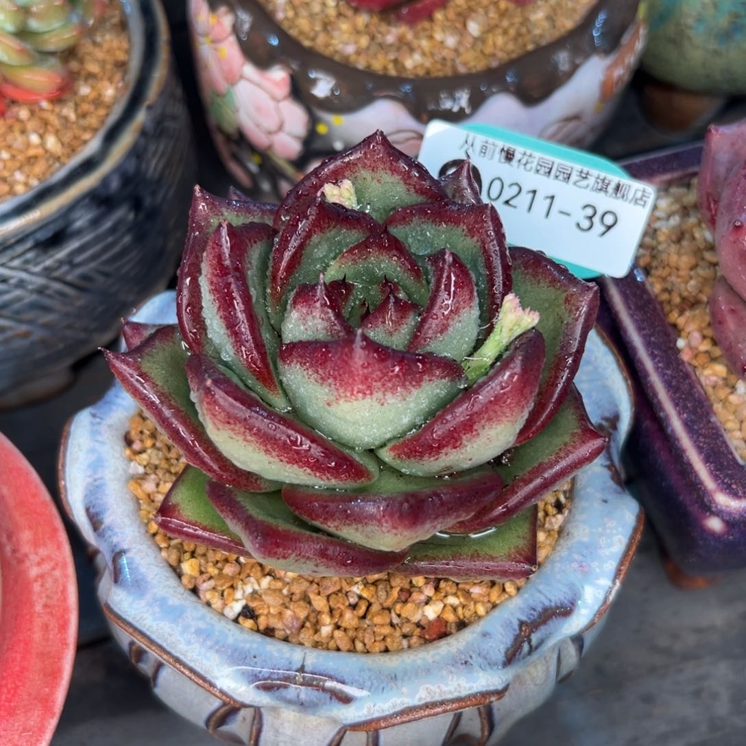 多肉一物一拍0211-39