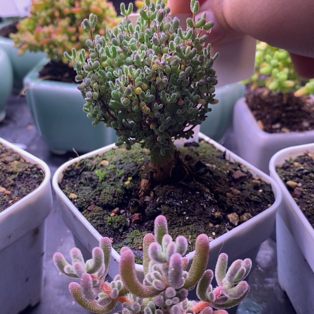 ?****T664跳跳糖。钻石送。   