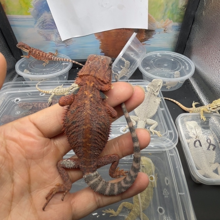 鬃狮蜥鬃狮自己挑