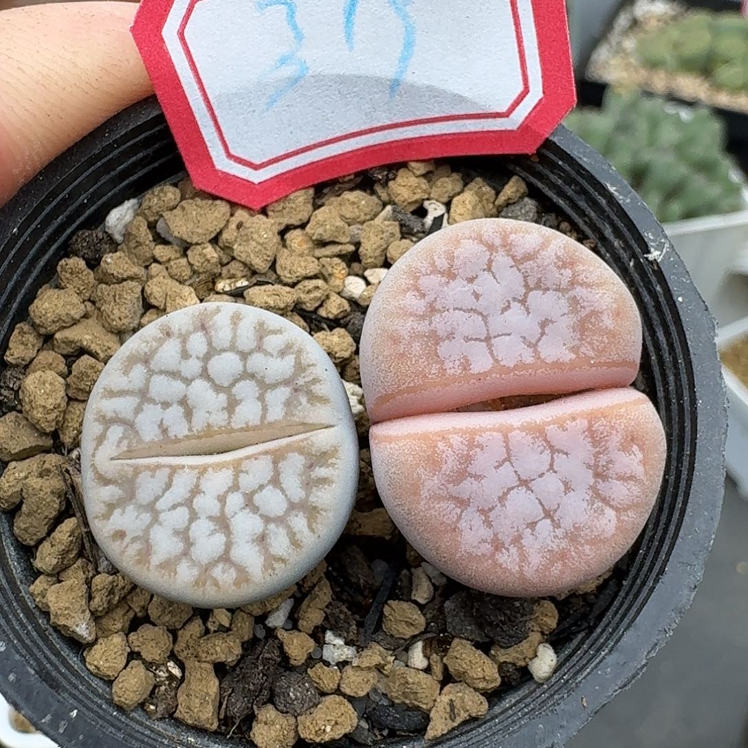 319多肉哈哈哈哈哈哈