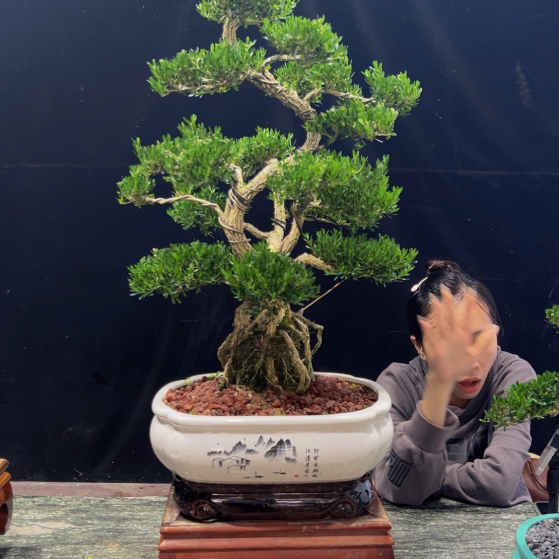 无花朵广东黄杨四季常青