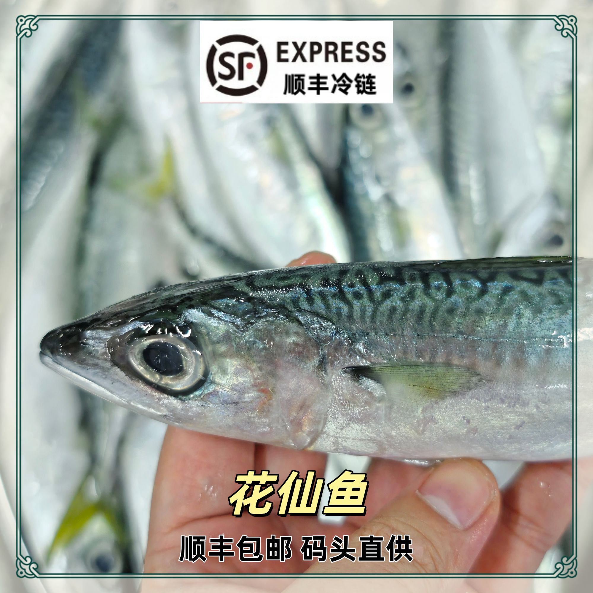 福建海捕新鲜花仙鱼青花鱼青占鱼油脂丰富深海码头直发顺丰包邮