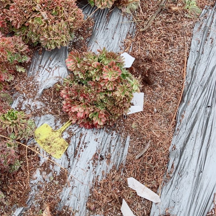 红袖醉话18号多肉法师