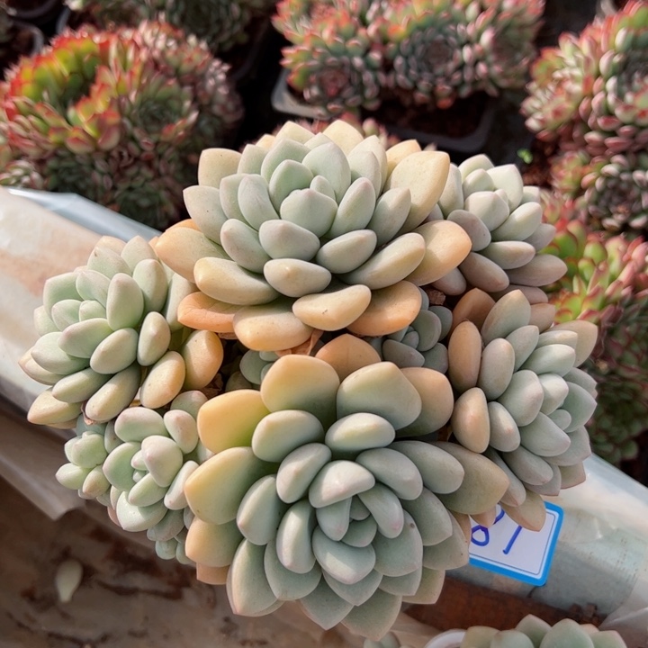 89泡泡平平安安健健康康