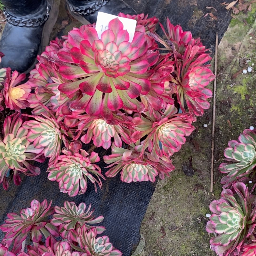 红彤白多肉1颗多肉10074