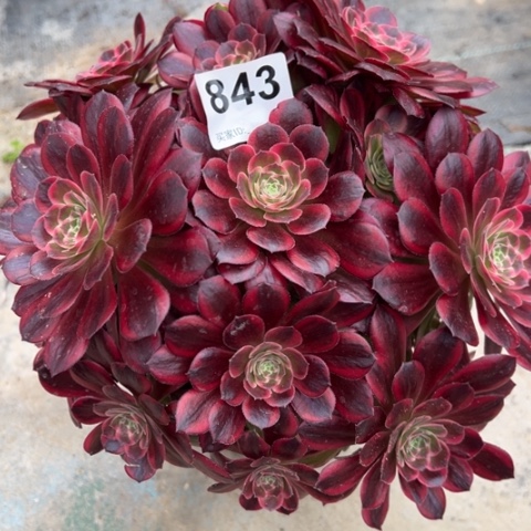 843安娜22厘米左右