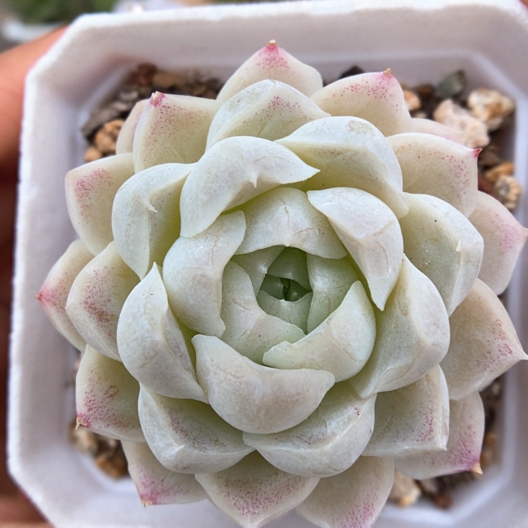 白月影可拍973号。