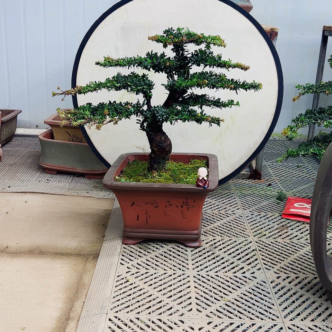 不开花植物新*罗汉松