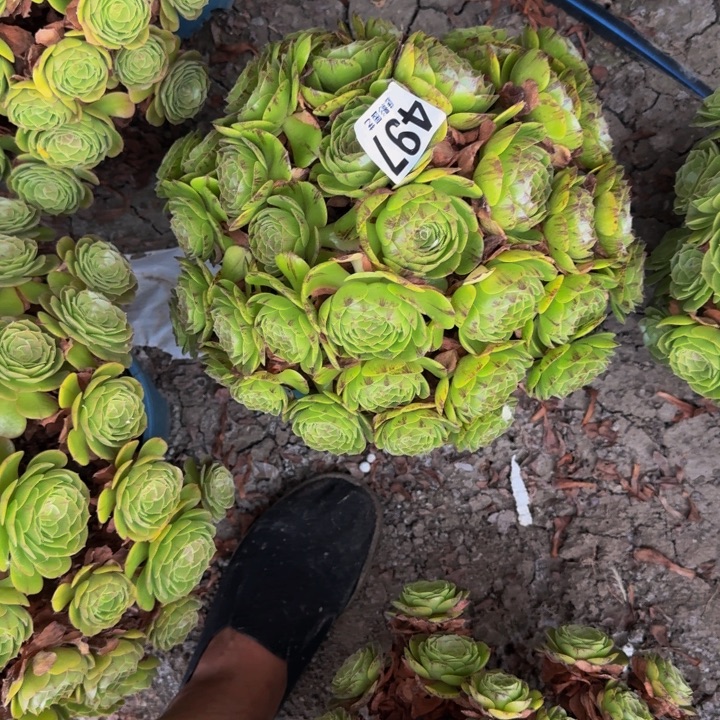 拉丝花29-52包邮花花